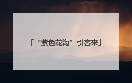 “紫色花海”引客来