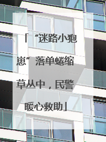 “迷路小狍崽”落单蜷缩草丛中，民警暖心救助