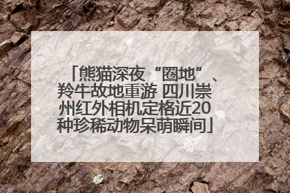 熊猫深夜“圈地”、羚牛故地重游 四川崇州红外相机定格近20种珍稀动物呆萌瞬间