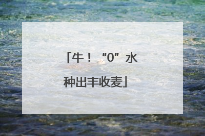牛！“0”水种出丰收麦