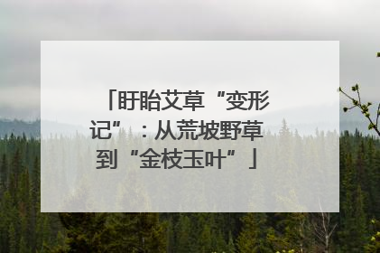 盱眙艾草“变形记”：从荒坡野草到“金枝玉叶”