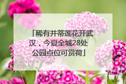 稀有并蒂莲花开武汉，今夏全城28处公园点位可赏荷