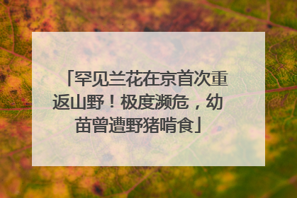 罕见兰花在京首次重返山野！极度濒危，幼苗曾遭野猪啃食