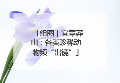 组图｜宜章莽山：各类珍稀动物频“出镜”