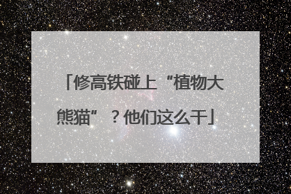 修高铁碰上“植物大熊猫”？他们这么干