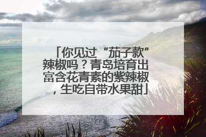 你见过“茄子款”辣椒吗？青岛培育出富含花青素的紫辣椒，生吃自带水果甜