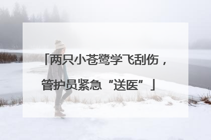 两只小苍鹭学飞刮伤，管护员紧急“送医”