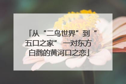 从“二鸟世界”到“五口之家” 一对东方白鹳的黄河口之恋