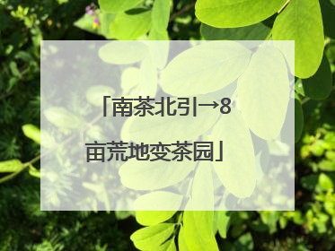 南茶北引→8亩荒地变茶园