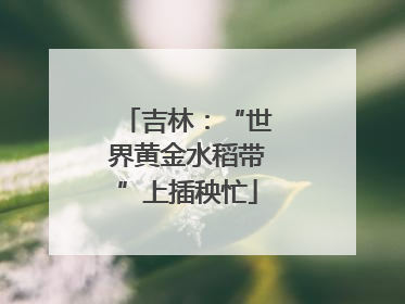 吉林：“世界黄金水稻带”上插秧忙