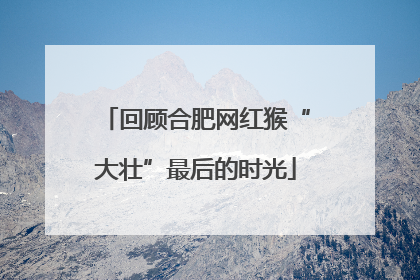 回顾合肥网红猴“大壮”最后的时光