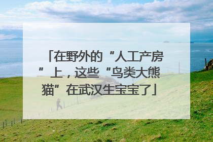 在野外的“人工产房”上，这些“鸟类大熊猫”在武汉生宝宝了