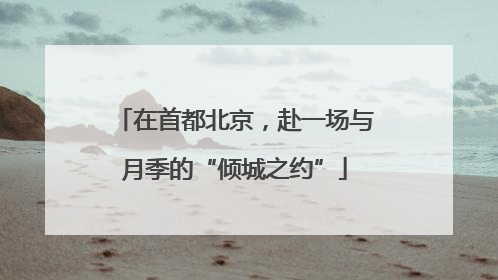 在首都北京，赴一场与月季的“倾城之约”