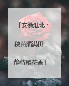 安徽淮北：秧苗插满田 静待稻花香