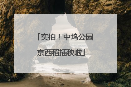 实拍！中坞公园京西稻插秧啦
