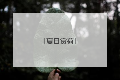夏日赏荷