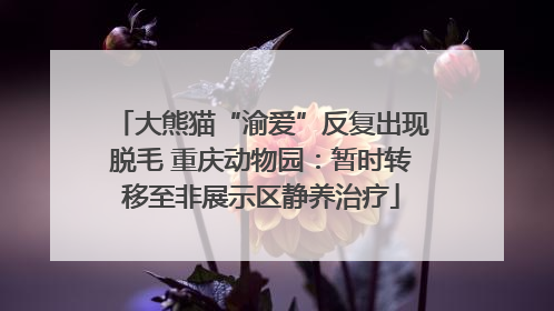 大熊猫“渝爱”反复出现脱毛 重庆动物园：暂时转移至非展示区静养治疗
