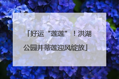 好运“莲莲”！洪湖公园并蒂莲迎风绽放