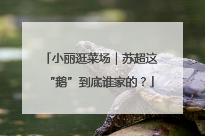 小丽逛菜场｜苏超这“鹅”到底谁家的？