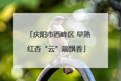 庆阳市西峰区 早熟红杏“云”端飘香