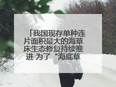 我国现存单种连片面积最大的海草床生态修复持续推进 为了“海底草原”更繁茂