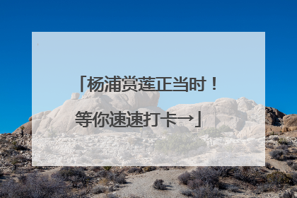 杨浦赏莲正当时！等你速速打卡→