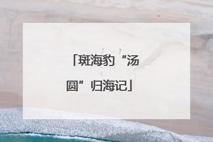 斑海豹“汤圆”归海记