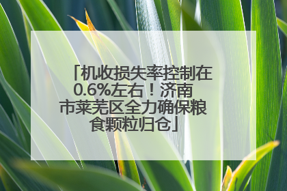 机收损失率控制在0.6%左右！济南市莱芜区全力确保粮食颗粒归仓