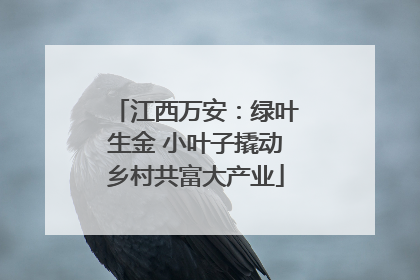 江西万安：绿叶生金 小叶子撬动乡村共富大产业