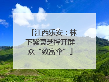江西乐安：林下紫灵芝撑开群众“致富伞”