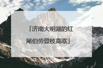 济南大明湖的红尾伯劳登枝高歌