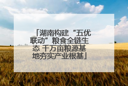 湖南构建“五优联动”粮食全链生态 千万亩粮源基地夯实产业根基