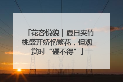 花容悦貌｜夏日夹竹桃盛开娇艳繁花，但观赏时“碰不得”