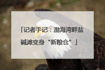 记者手记：渤海湾畔盐碱滩变身“新粮仓”