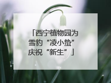 西宁植物园为雪豹“凌小蛰”庆祝“新生”