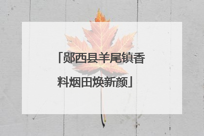 郧西县羊尾镇香料烟田焕新颜