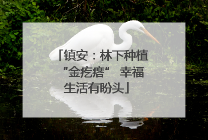 镇安：林下种植“金疙瘩” 幸福生活有盼头