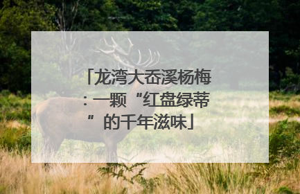 龙湾大岙溪杨梅：一颗“红盘绿蒂”的千年滋味