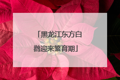 黑龙江东方白鹳迎来繁育期