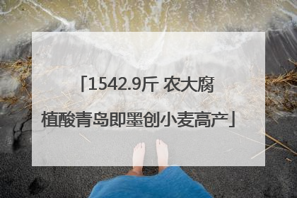 1542.9斤 农大腐植酸青岛即墨创小麦高产